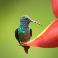 A Rufous-tailed Hummingbird is perched on a flower petal.
