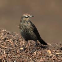 A Rusty Blackbird showing speckled black and golden plumage