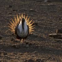 Greater Sage-Grouse male