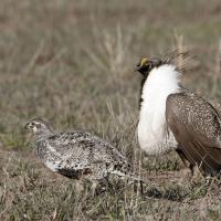 Sage Grouse, female and male with puffed white chest