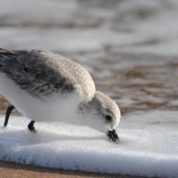 Sanderling beak down in foam at ocean's edge