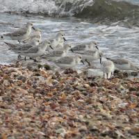 Sanderlings foraging on beach