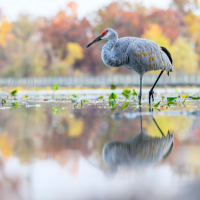 Sandhill Crane