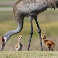A Sandhill Crane lowers its head to feed on grassy area while two of its fluffy chicks stand near.