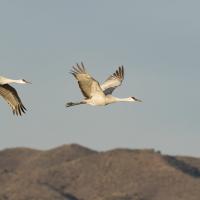 Pair of Sandhill Cranes in flight