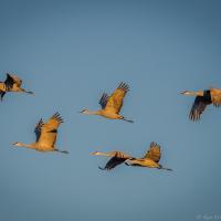 Sandhill Cranes in flight at Bosque del Apache