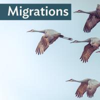 A flock of Sandhill Cranes flies together to the left; "Migrations" in the top left corner