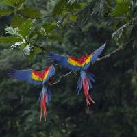 A pair of Scarlet Macaws perch on a branch with their backs to the viewer, and their colorful wings outstretched