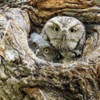 Screech Owl in nest with chick