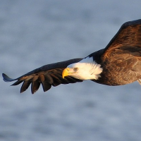 Bald Eagle fly-over