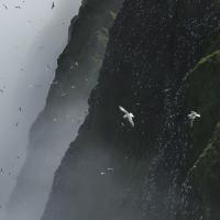 Seabirds over the Pribilof Islands
