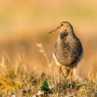 A Pectoral Sandpiper standing with his breast puffed out against a golden grassland background.