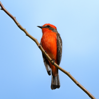 A male Vermilion Flycatcher perched on a thin branch against a blue sky.