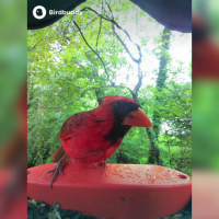A male cardinal stands on the perch of a bird feeder camera