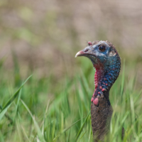 Wild turkey hen peers through tall grass