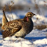 Sharp-tailed Grouse seen in right profile perched on snowy ground in sunlight