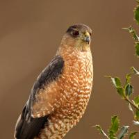 A Sharp-shinned Hawk with its dark red eyes, dark wings, and patterned white and reddish brown chest and belly stands on branches of holly tree. The background is soft out of focus light brown. 