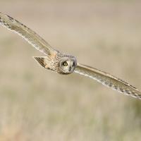 A Short-eared Owl glides through the air over a field, showing its bright yellow eyes and very wide wingspan.