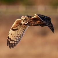 Short-Eared Owl in flight