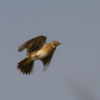 A Skylark in flight against a clear sky