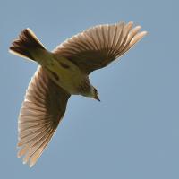 Skylark in flight