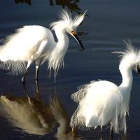 Snowy Egret
