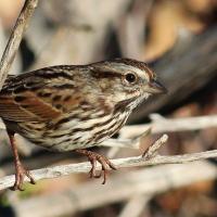 Song Sparrow seen in right profile, perched on a branch in sunshine