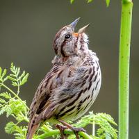 A Song Sparrow singing while perched on a green leafy plant