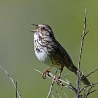 A small brown bird, its white breast streaked with brown, perched on a twig while singing