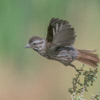Song Sparrow Taking Flight