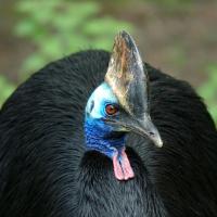 Front view of a Southern Cassowary, a large flightless bird, its head turned to the side.