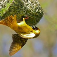 A male Southern Masked Weaver hanging upside down from the hanging nest he is weaving from grass.