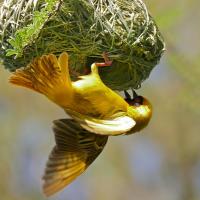 A male Southern Masked Weaver hanging upside down from the hanging nest he is weaving from grass.