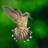 Speckled Hummingbird