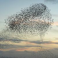 A murmuration of starlings 