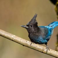 A Steller's Jay faces the viewer, showing bright blue while gripping a branch