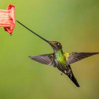 An iridescent green hummingbird hovers while its extremely long black beak touches the entrance of a flower.