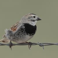 A Thick-billed Longspur sits on a strand of barbed wire. The bird looks to its left, and displays a black throat, speckled belly, white eyebrow, and brown patterned wings.