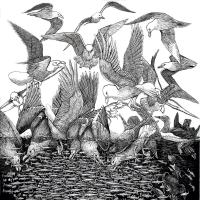 Gulls in feeding frenzy