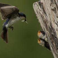 Tree Swallow feeding chicks at their nest