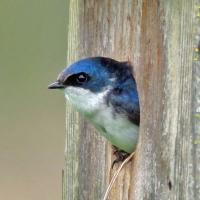 Tree Swallow peering out of nestbox