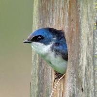 Tree Swallow peering out of nestbox