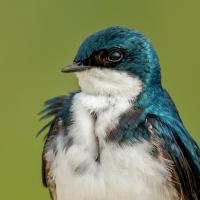 Closeup view of a Tree Swallow looking to its right, with white breast and throat, iridescent blue turquoise head and shoulders.