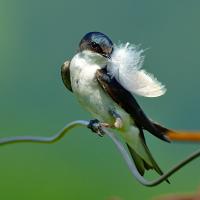 Tree Swallow holding a feather in its beak
