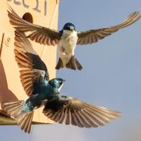 A pair of Tree Swallows flying near the entrance of a nestbox