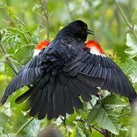 A Tricolored Blackbird with its wings outstretched showing the red and white patches on its shoulders