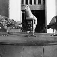 A old black-and-white photo showing three pigeons with cameras strapped to their chests