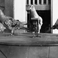 A old black-and-white photo showing three pigeons with cameras strapped to their chests