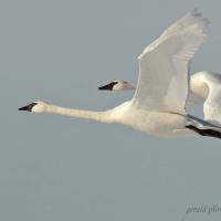 Trumpeter Swan pair in flight