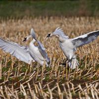 Trumpeter Swans landing on winter fields